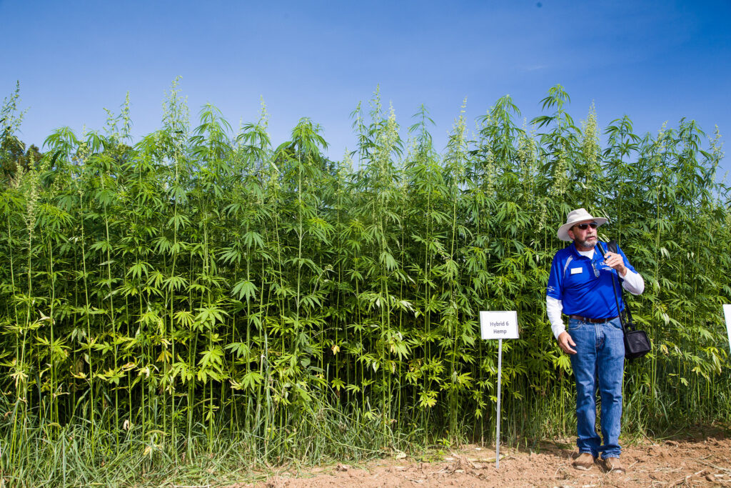 What'S the Big Deal about Colorado Hemp