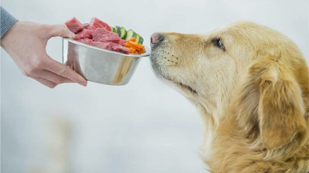 Dogs Eat Oatmeal